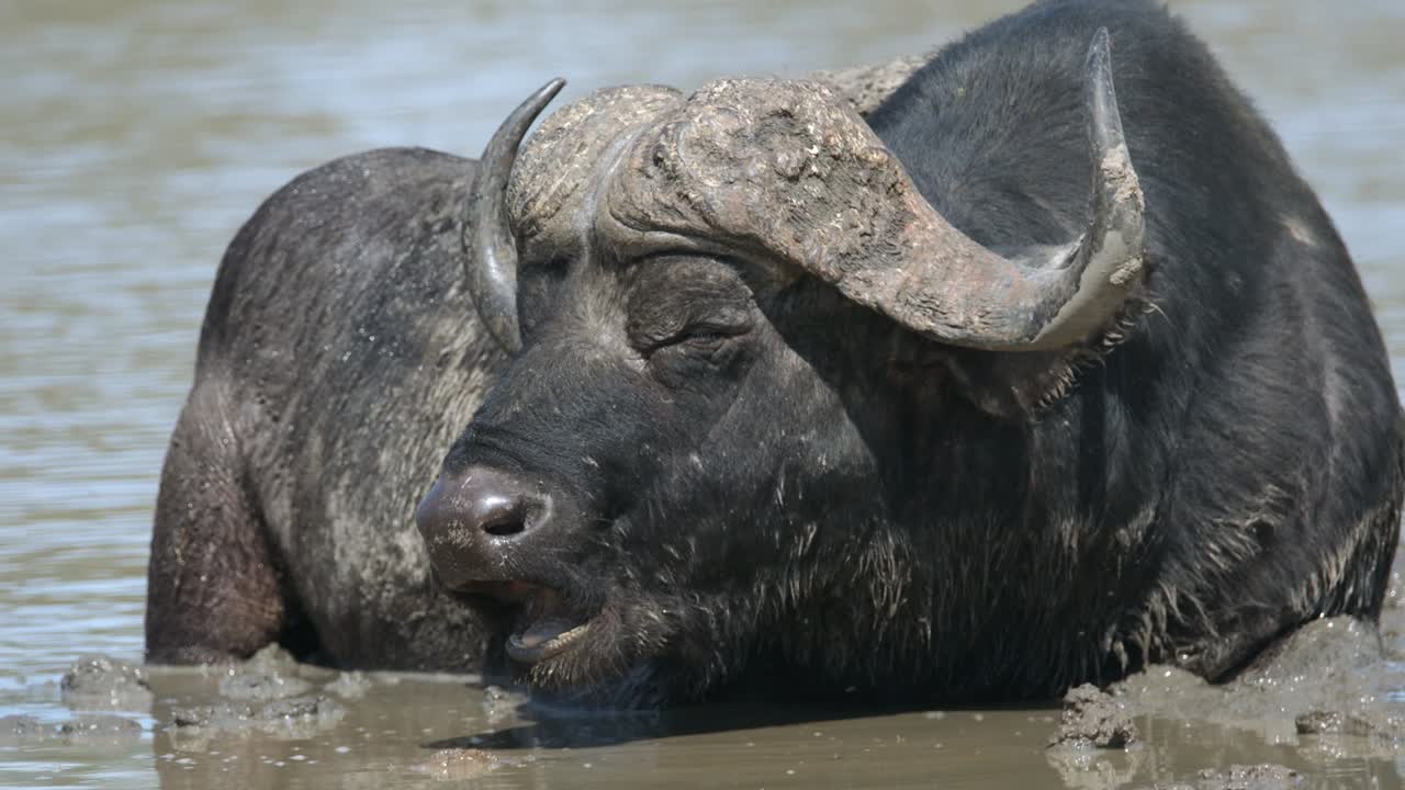 케이프 버팔로 클로즈 업 슬로우 모션