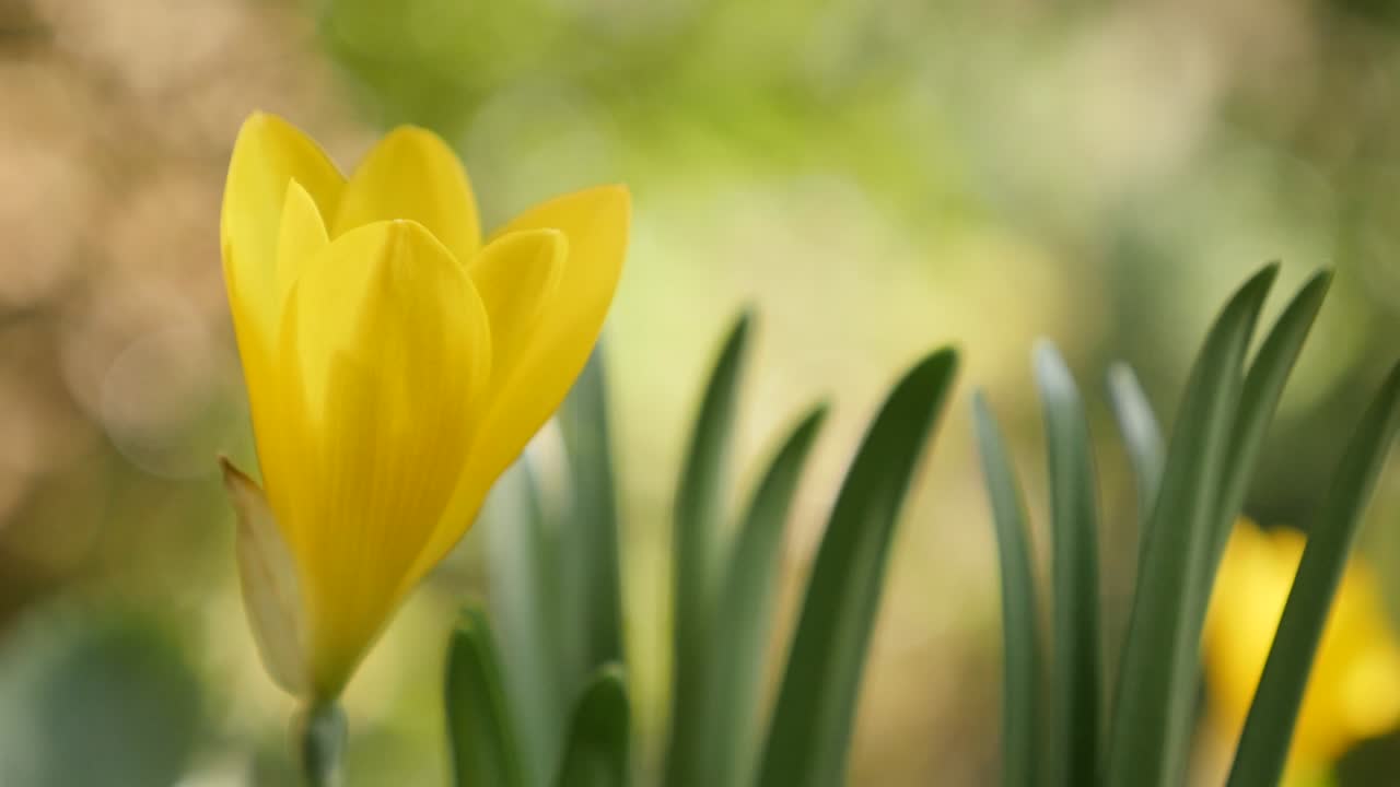 неглубокий доф семейства amaryllidaceae желтая лилия поля растение 4k