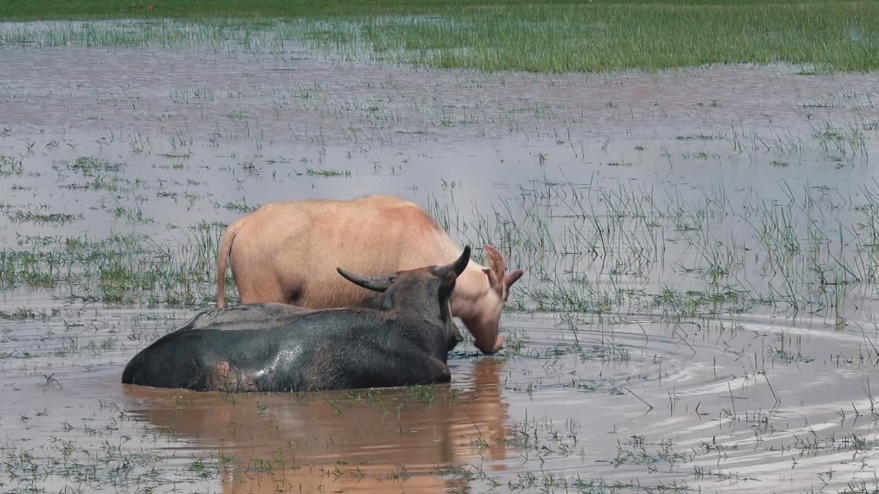 alejarse de madre e hija búfalo de agua disfrutando de un chapuzón