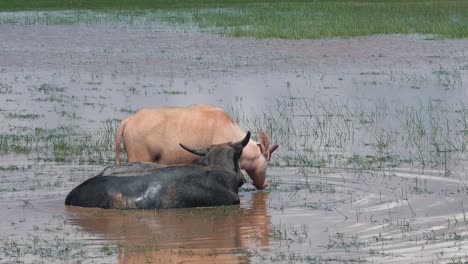 zoom out from mother and daughter water buffalo enjoying a dip