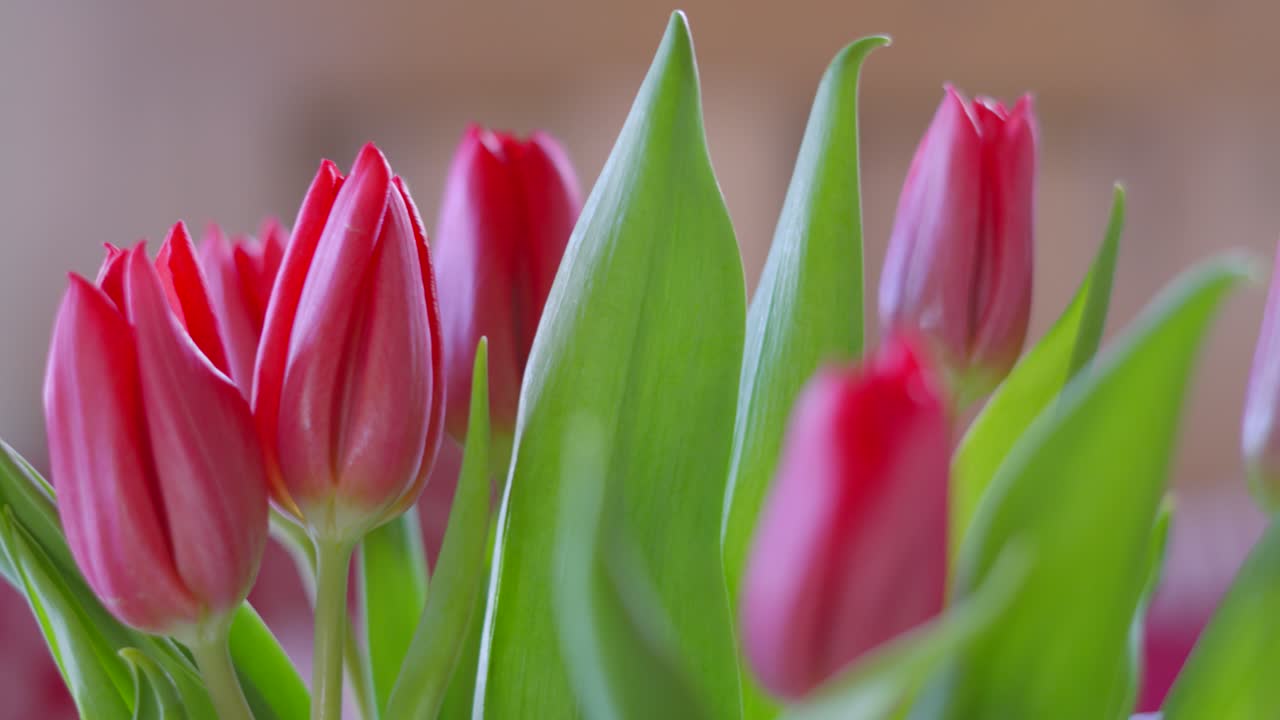 Beautiful Purple Tulip Flowers with Shallow DOF Blossoming in Natural Sunlight