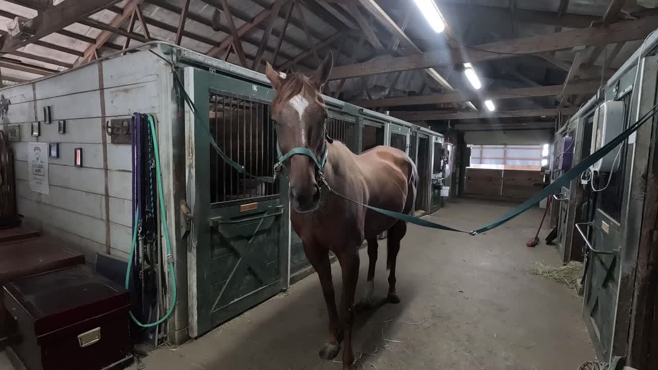 A brown horse standing in a wooden horse stable surrounded by stalls. Shot in slow motion