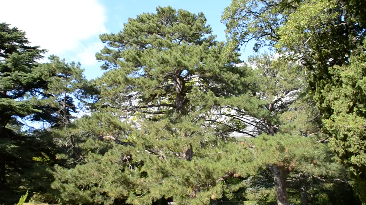Pino, abete