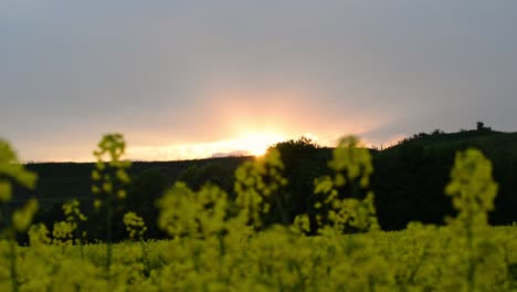 Sunset-over-a-large-rapeseed-field-in-the-stunning-countryside-of-Hesse,-Germany