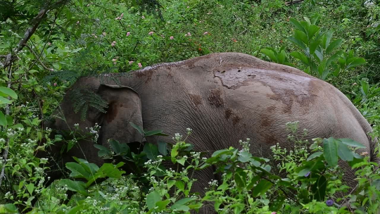 los elefantes asiáticos son especies en peligro de extinción y también son residentes de tailandia