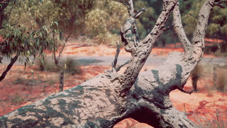 árbol quemado en un paisaje árido