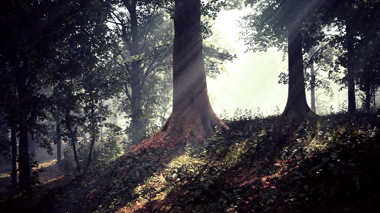 안개 숲 속 의 빛