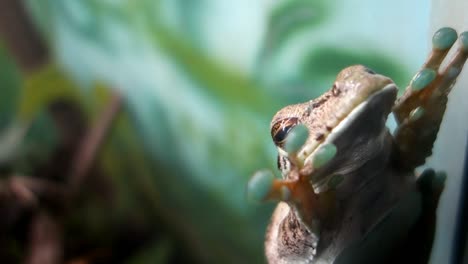 itapotihyla langsdorffii o rana arbórea ocelada, que se encuentra en el bioma del bosque atlántico de brasil-1
