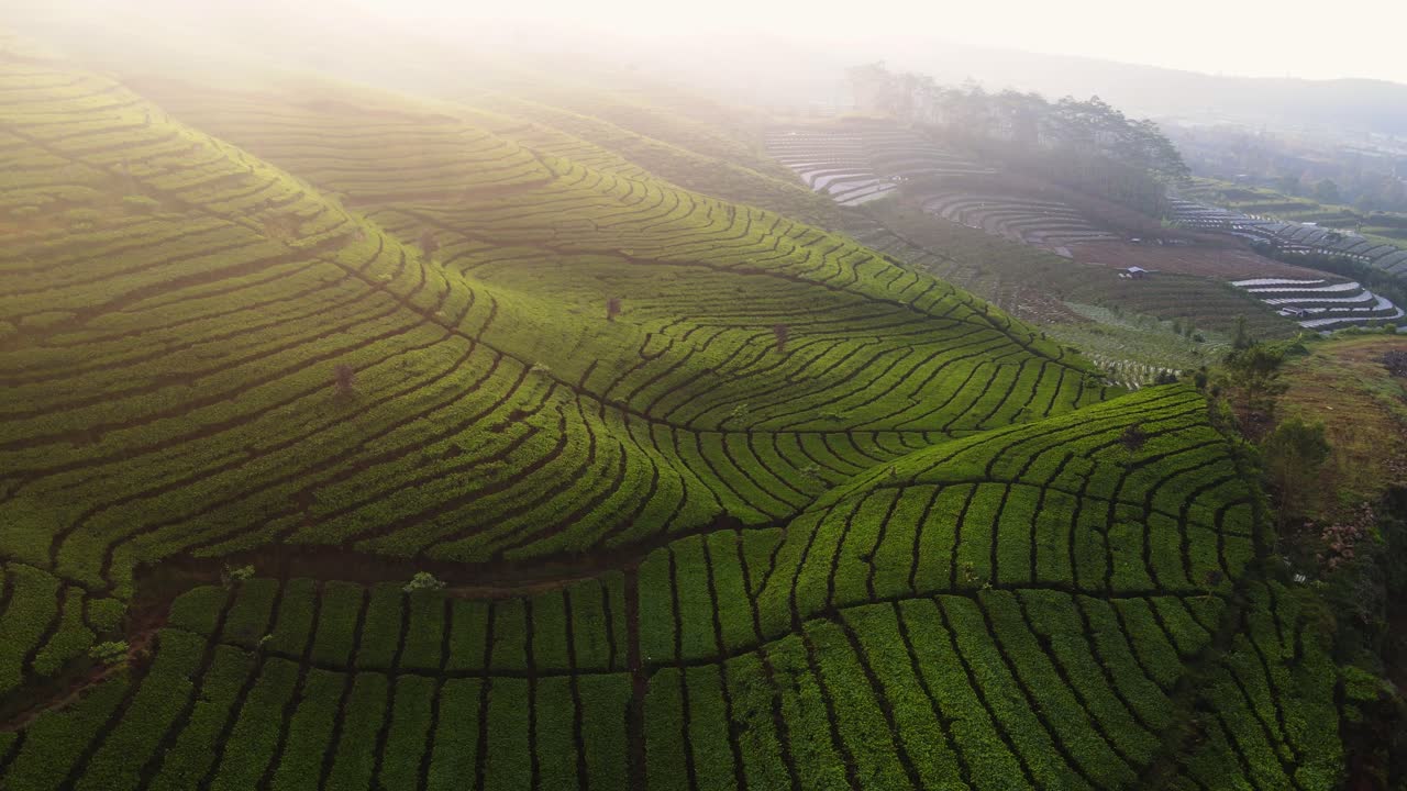 Fly over beautiful green tea field on the mountain slope in the summer at Wonosobo, Indonesia