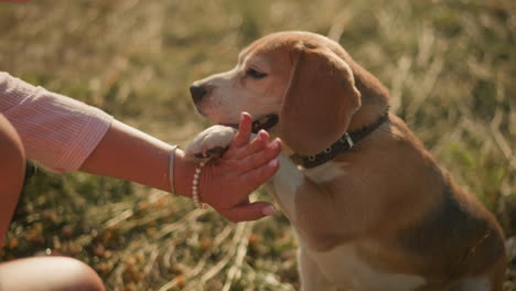 close-up of pet lover in pink shirt giving high five to her dog as dog raises paw, showing joyful bonding between owner and pet in a grassy field under sunlight, depicting trust and friendship