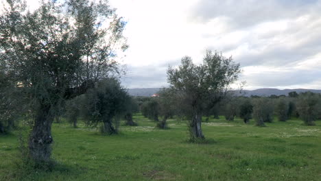 an olive grove with green grass and the sky full of gray clouds, spring