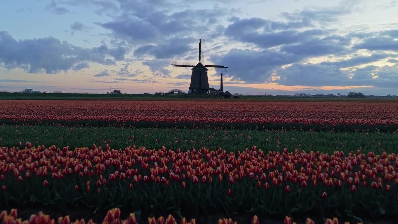 Tradisjonell nederlandsk vindmølle stående i tulipanfelt ved solnedgang