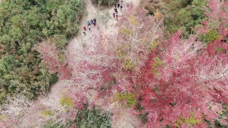 Impresionante-Follaje-De-Un-Solo-árbol-Rojo-Rodeado-De-Una-Exuberante-Naturaleza-Verde,-Vista-Aérea