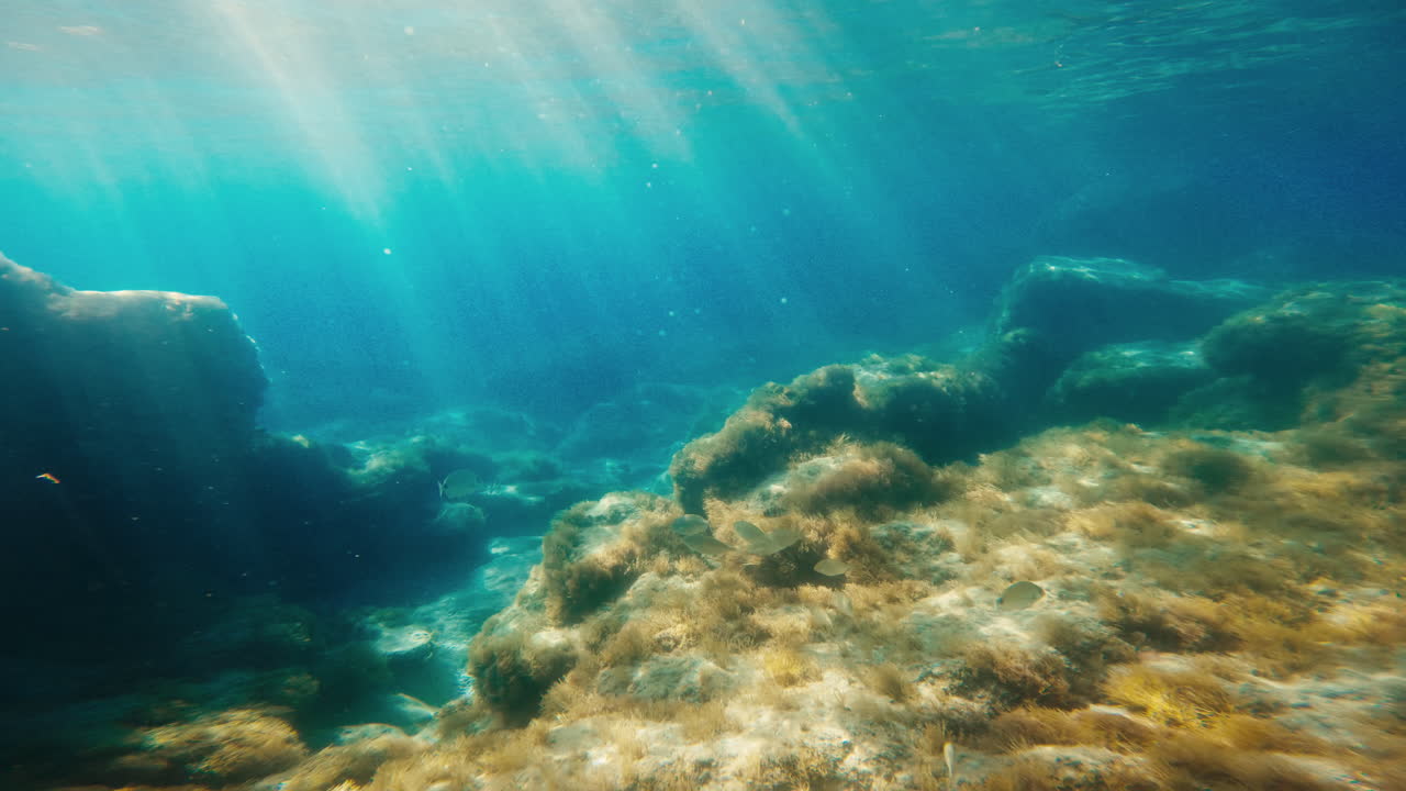 bajo el agua con rocas y peces