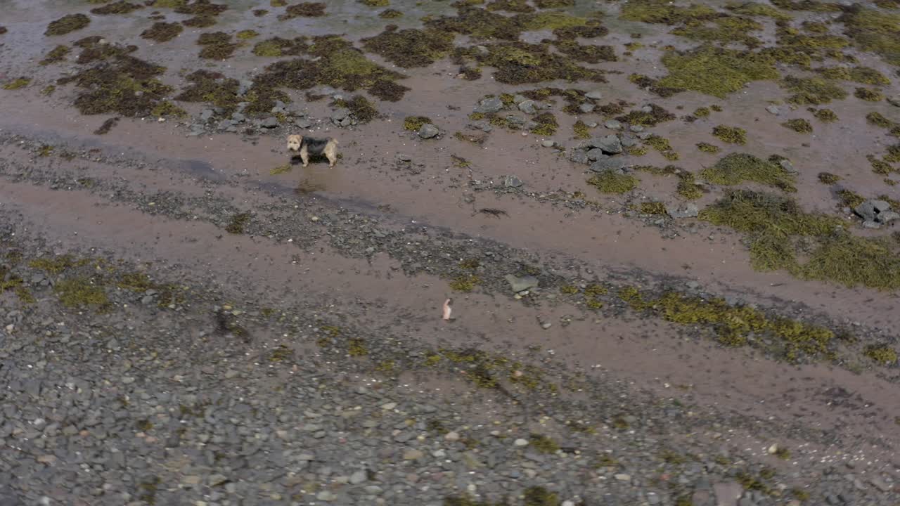 Dog panting on rocky beach drone flies around ariel shot