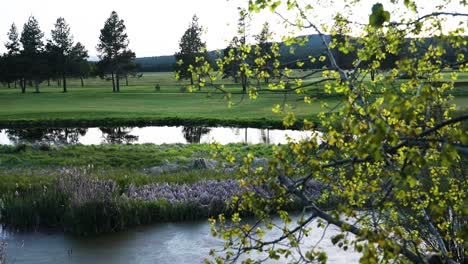 peaceful scenery with green field and pond on countryside landscape - panning shot