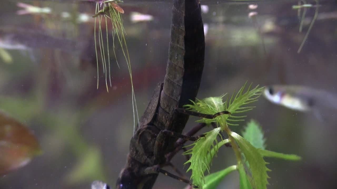 잠자리 요정 먹이