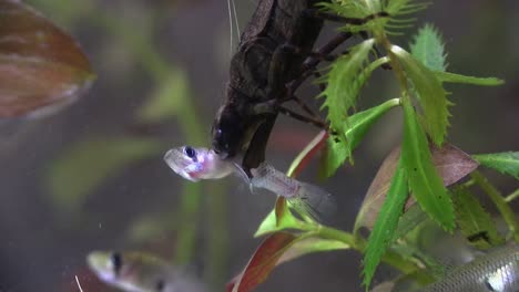 a dragonfly nymph feeding