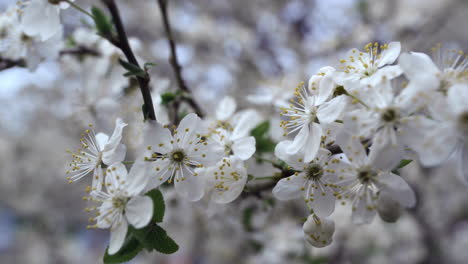 Nahaufnahme-Weißer-Blumen,-Die-Den-Wind-Auf-Kirschbäumen-Wiegen.-Kirschbaumzweig-Blüht