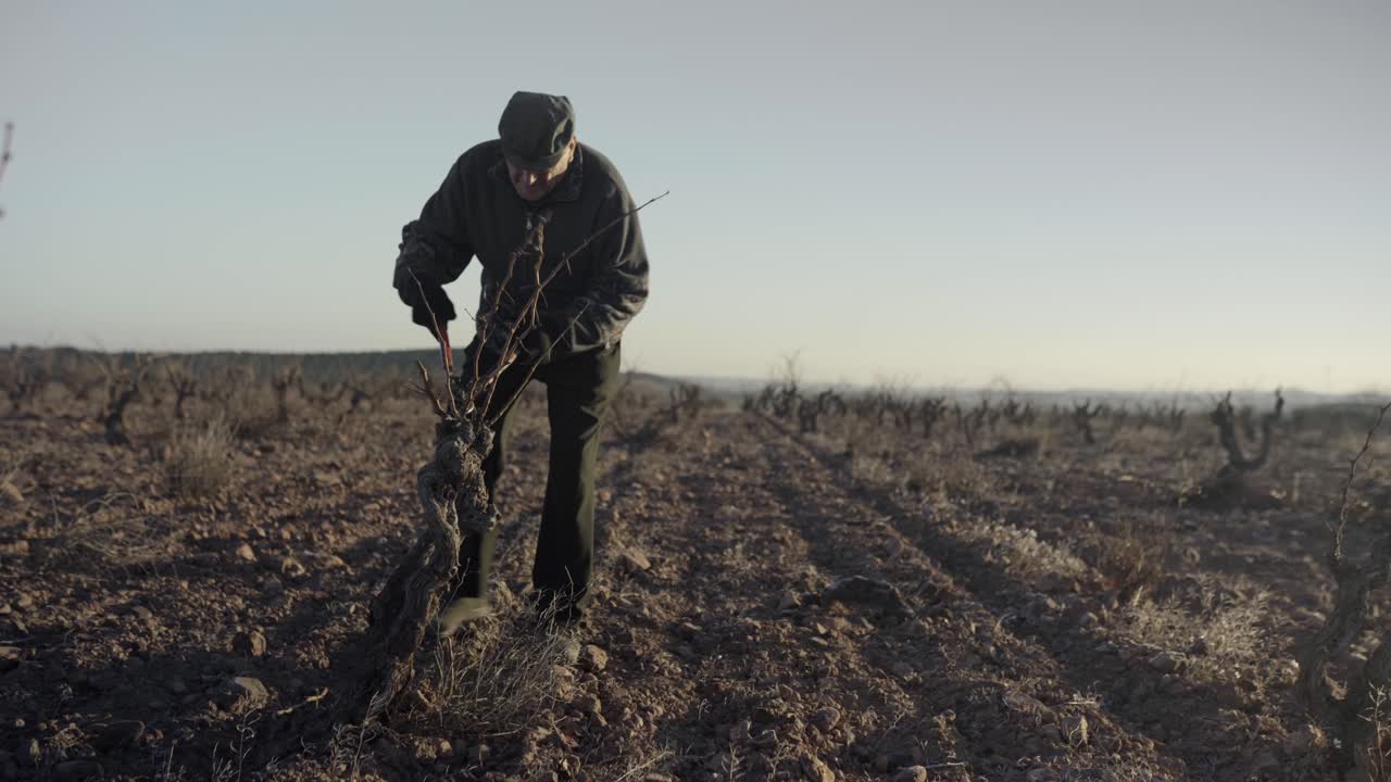 anciano cortando ramas secas en el campo