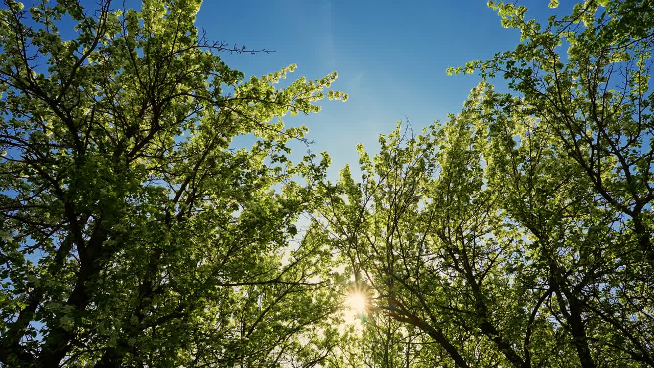 Spring Trees Reaching for the Sky
