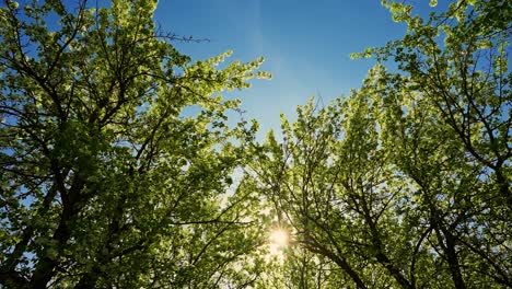 spring trees reaching for the sky