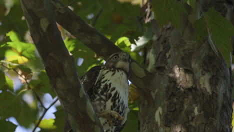 Falke-In-Einem-Baum