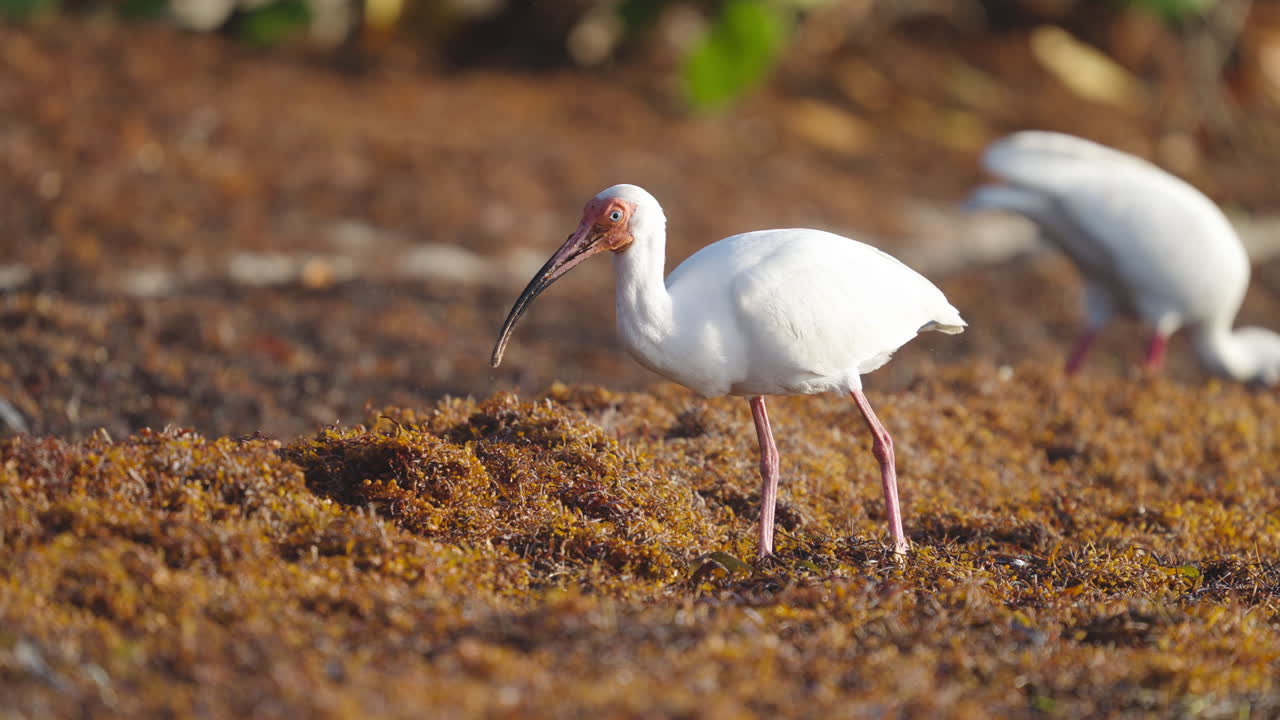 White Ibis Feeding in Beach Seaweed 2