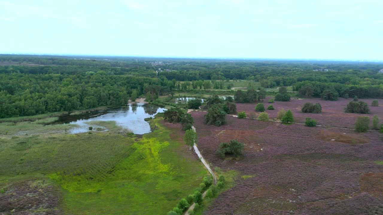 imágenes aéreas de un maravilloso paisaje natural, un dron que rodea un abedul rodeado de brezos y un estanque