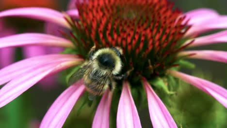 abeja melífera ocupada recogiendo polen en hermosas flores coloridas - toma macro