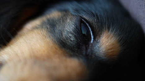 close up of a sleepy dachshund dog's eye as it slowly falls asleep