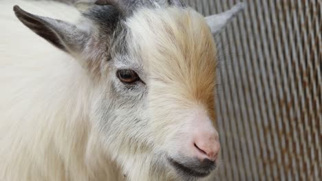 various angles of a goat's head and face