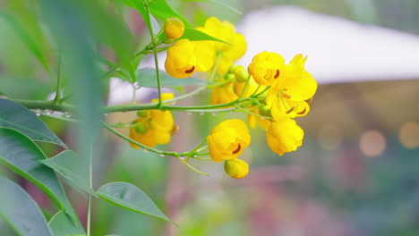 Swaying-Wild-Senna-Corymbosa-Flower-in-the-Wind