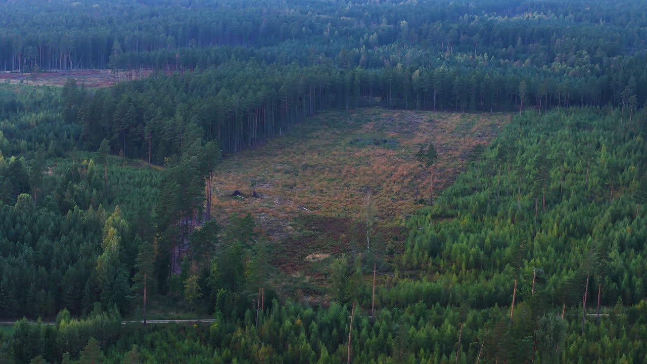 Evidence Of Clearcuts In Aizpute, Latvia. Aerial Footage Of Deforestation, Habitat Loss, And Clearcutting (Cutting Down And Removing Trees) In Key Habitats Of Old Growth Forests.