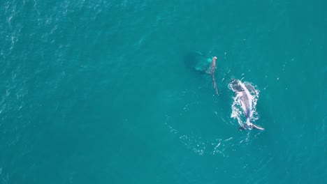 Das-Neugeborene-Buckelwalkalb-Schwimmt-Zu-Seiner-Mutter,-Um-Unter-Wasser-Zu-Fressen