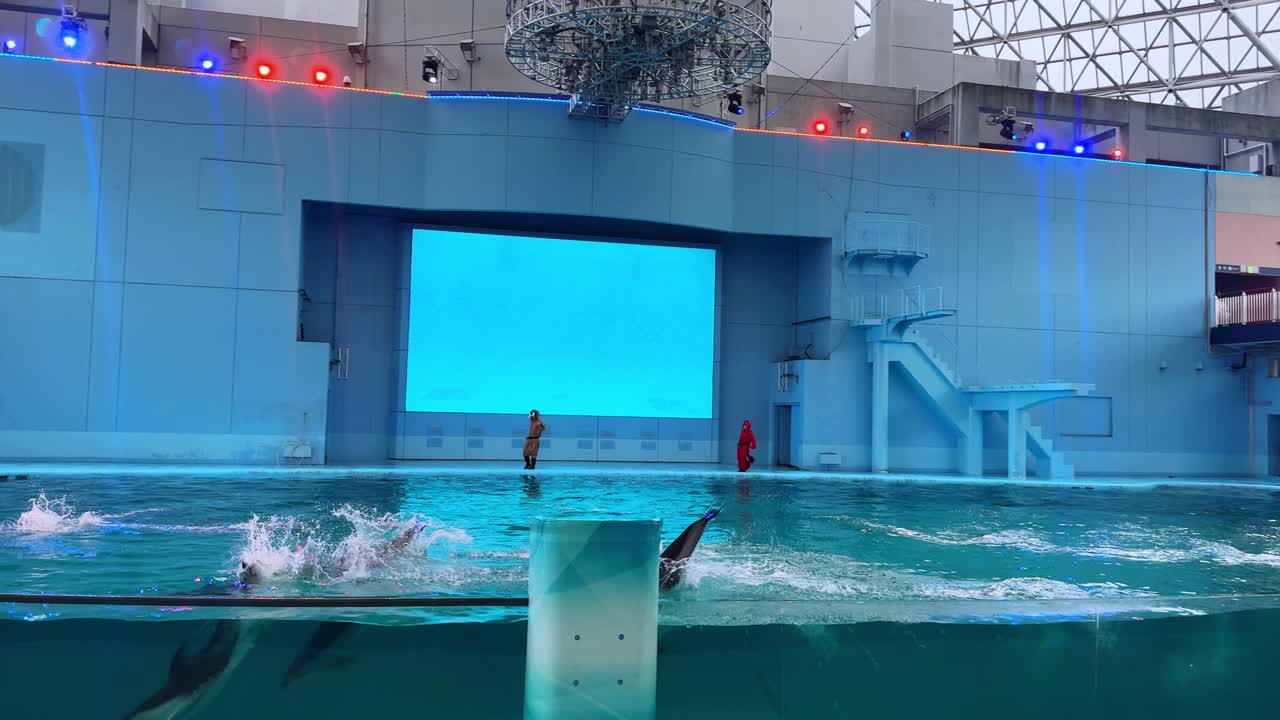 Dolphins performing tricks in a large pool during a show at an aquarium in Tokyo