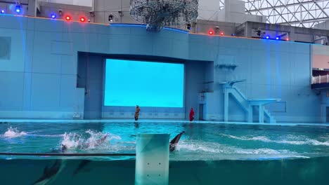dolphins performing tricks in a large pool during a show at an aquarium in tokyo