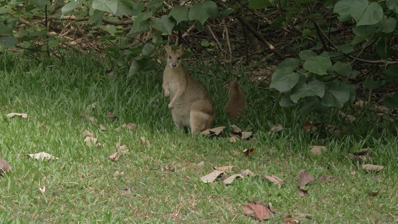 Coppia di wallaby agile sotto la chioma della pianta nella natura selvaggia di Oak Beach nel QLD, Australia