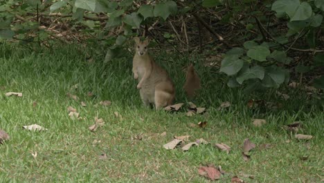 Ein-Paar-Springwallabys-Unter-Dem-Baldachin-Der-Pflanze-In-Der-Wildnis-Von-Oak-Beach-In-Queensland,-Australien