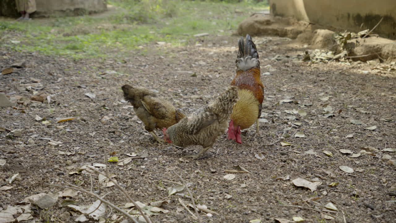 pollos felices caminando en un gallinero de campo libre en un jardín fuera de la red, una familia de gallinas caminando