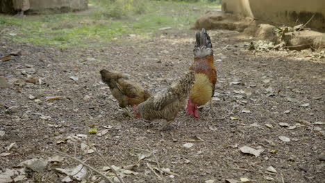 Happy-chickens-walking-around-in-a-free-range-chicken-coop-in-an-off-grid-garden-,-family-of-a-hen-walking-around