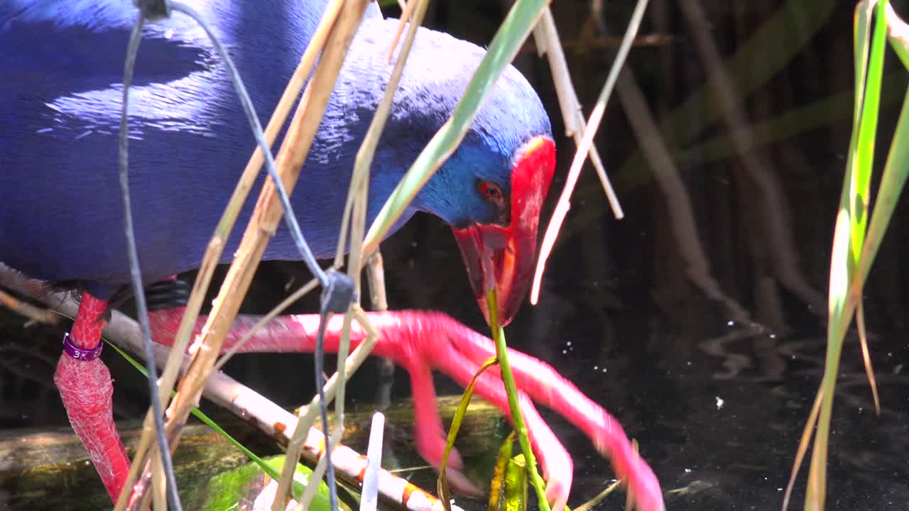 фиолетовая болотная курица добывает пищу в заболоченной местности 1
