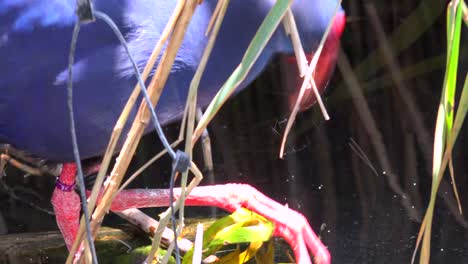 a purple swamp hen forages for food in a wetlands area 1