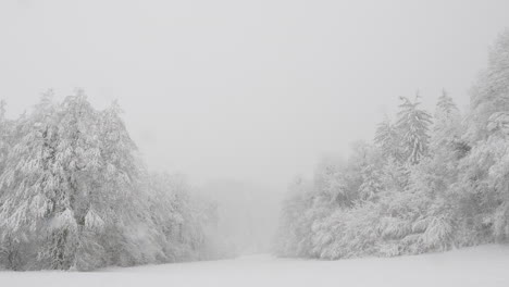 snowy forest horizon: winter day with falling snow