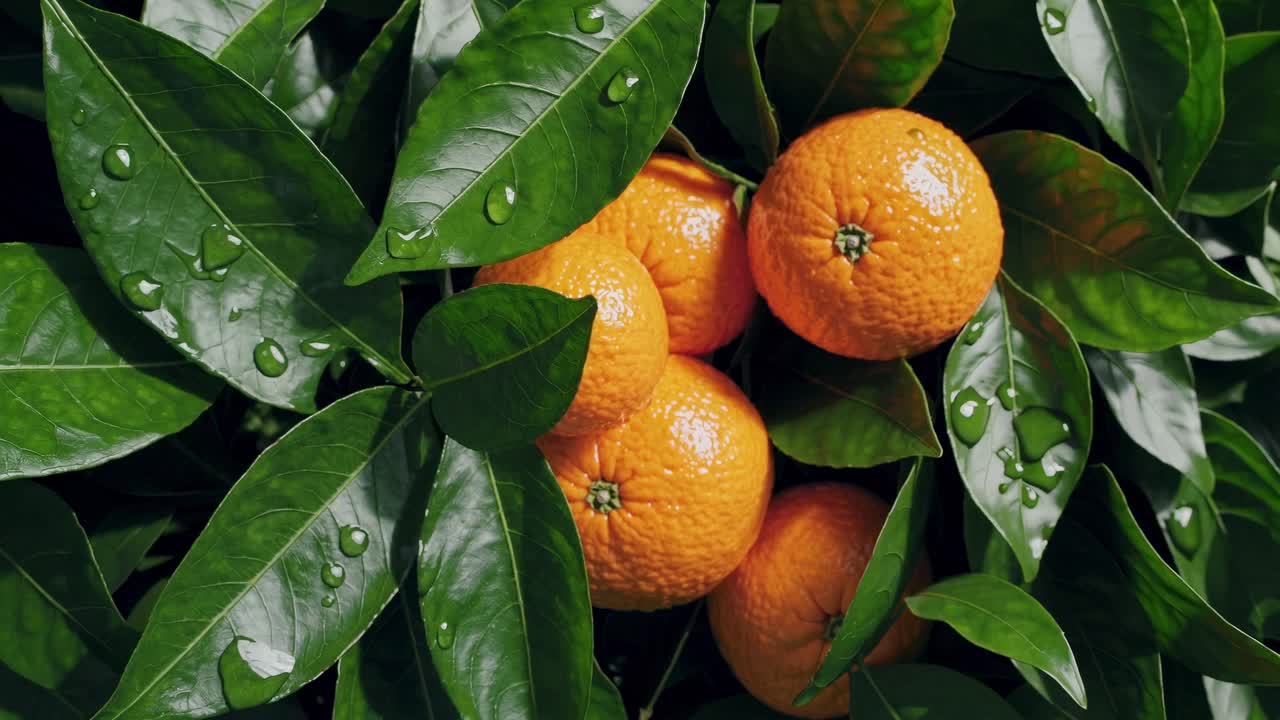 Top-down video shot of fresh oranges nestled among glossy green leaves with water droplets