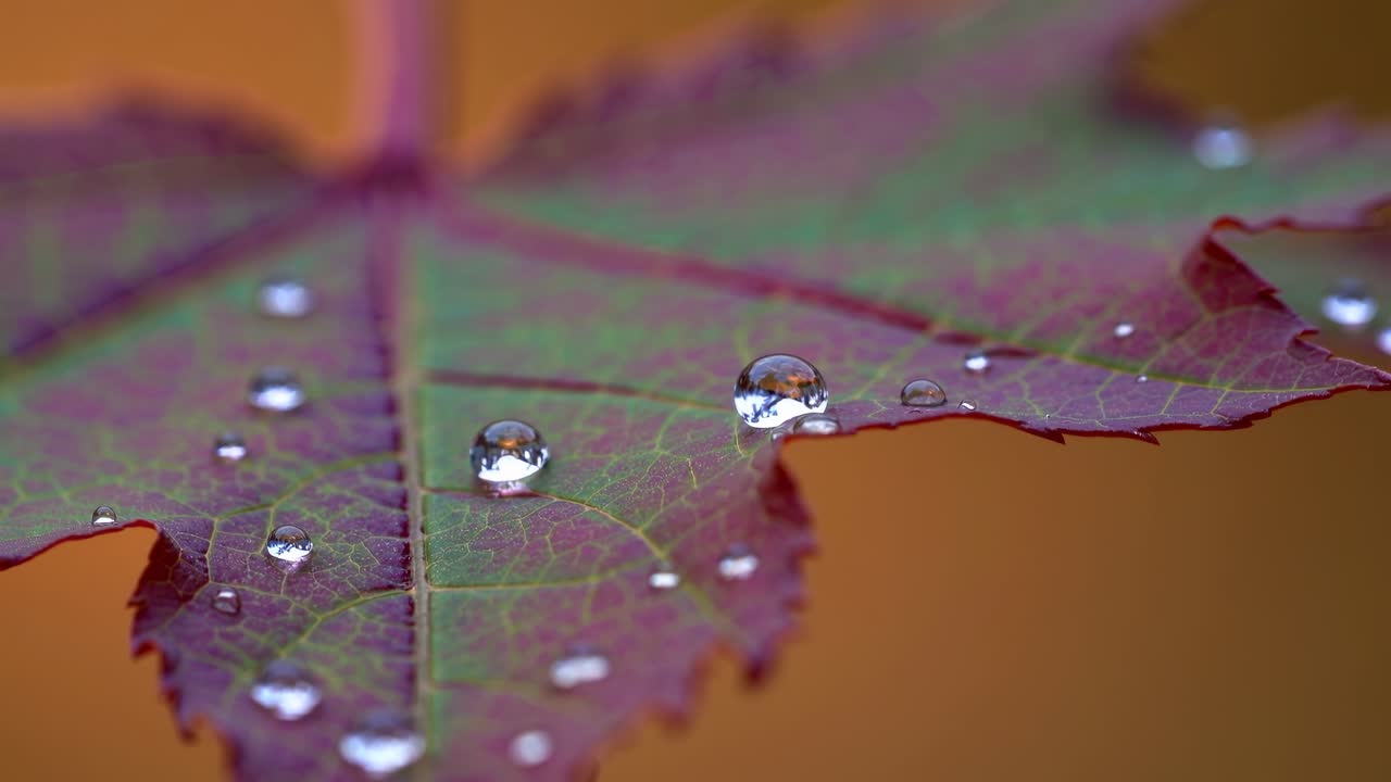 A serene video capturing close-up details of water droplets on a vibrant leaf, showcasing nature's