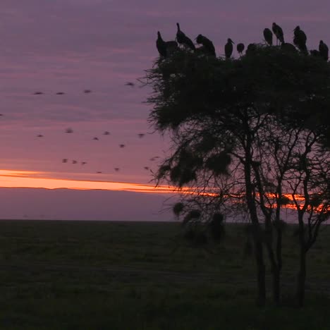 Vögel-Sitzen-In-Den-Bäumen-Und-Beobachten,-Wie-Andere-Im-Morgengrauen-Auf-Der-Serengeti-.-Wandern