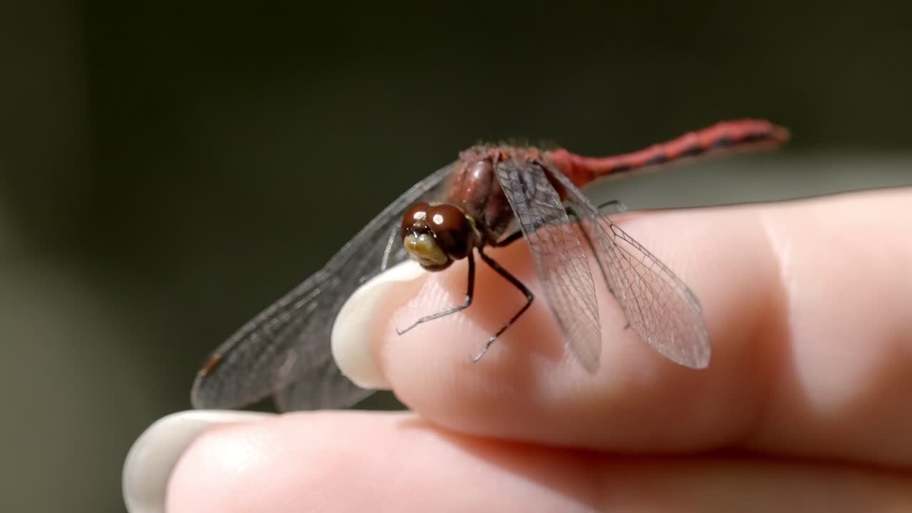 Close-up biology video of a dragonfly, showing its detailed body structure