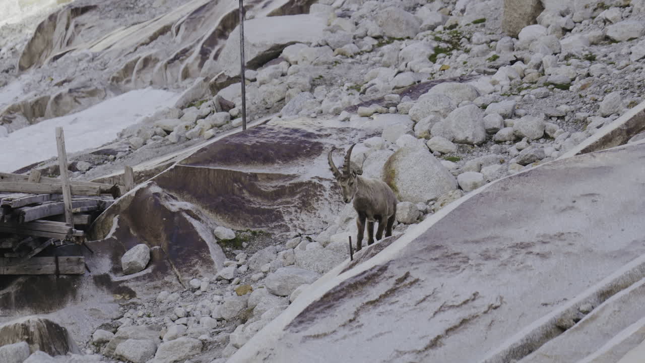 Mountain Goat in Alpine Landscape