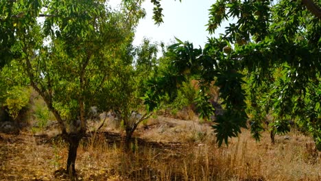 Almond-Orchards-Trees